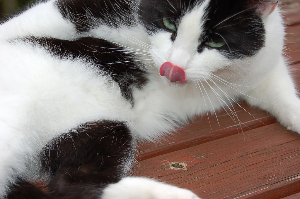 Feline Urethral Obstruction: Why is my cat licking down there? 