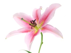 Lilies poisonous to cats