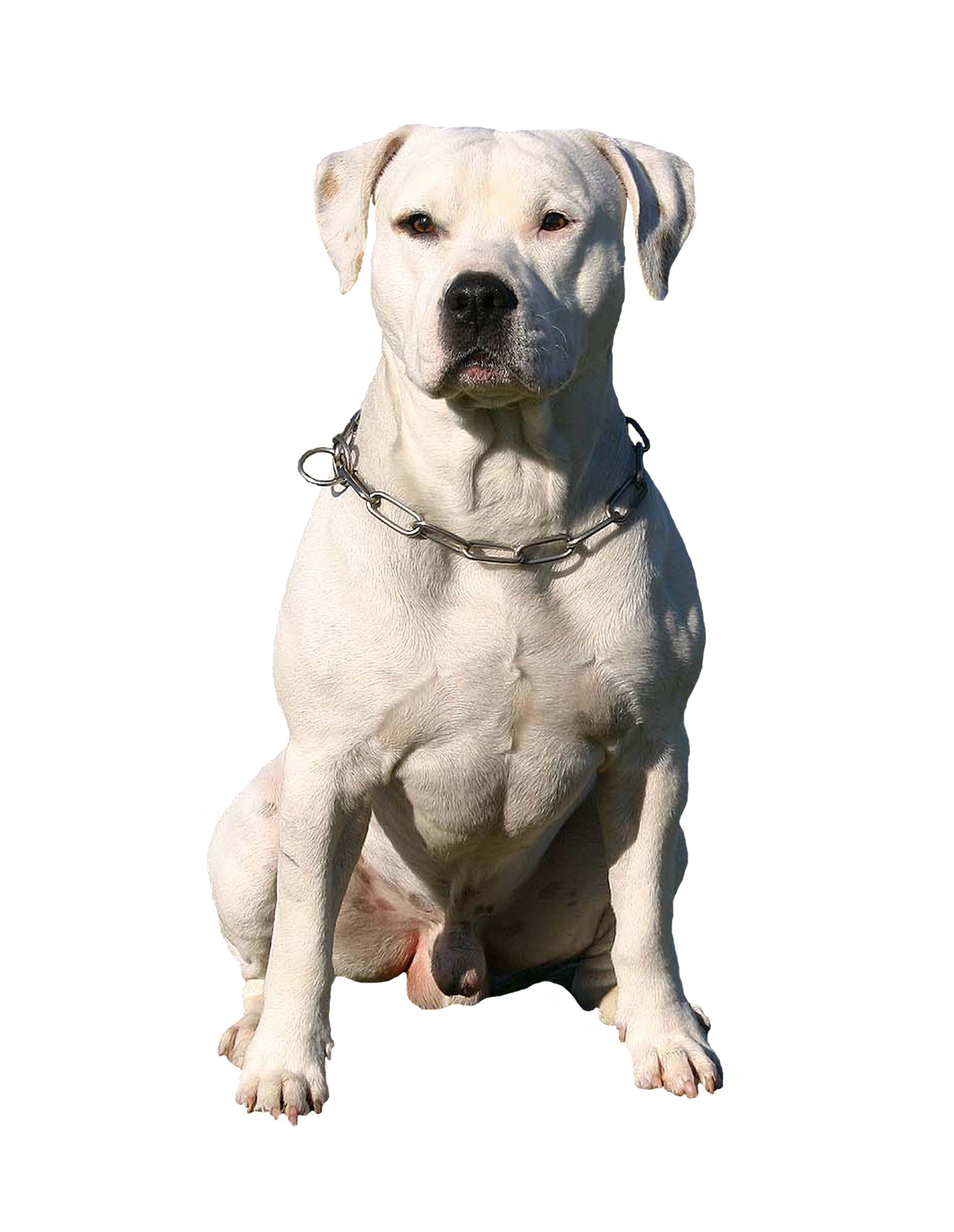 The Dangers of Esophageal Foreign Bodies in Dogs
