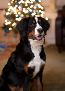 Holiday-Dangers-to-Pets
