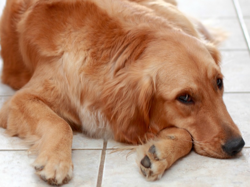 Cancer: The #1 killer of dogs | Dr. Justine Lee