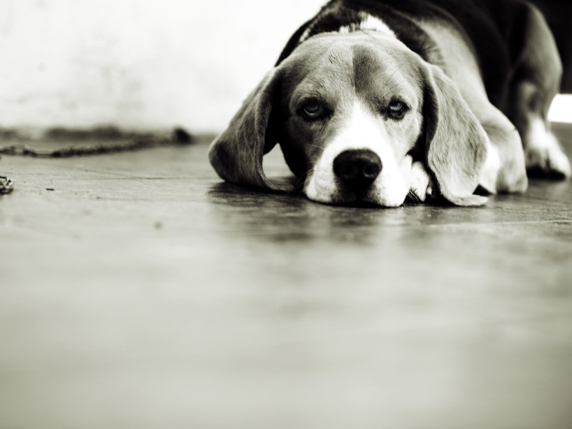 The Slip-Resistant Indoor Mat My Dog Hasn't Been Able to Destroy