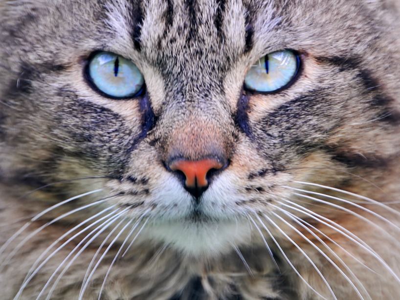Pyometra: Why you should spay your pet! | Dr. Justine Lee