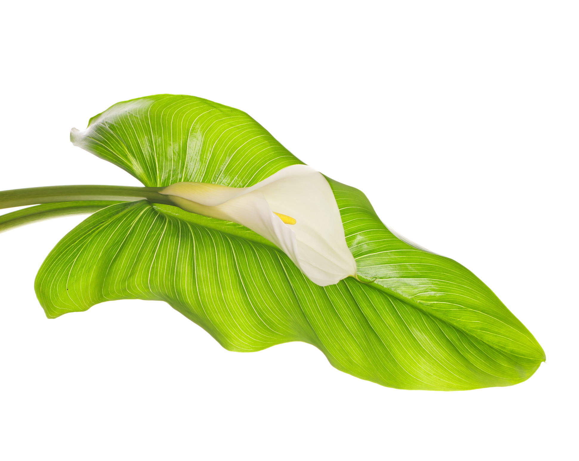 Which plants are poisonous to dogs and cats? | Dr. Justine Lee