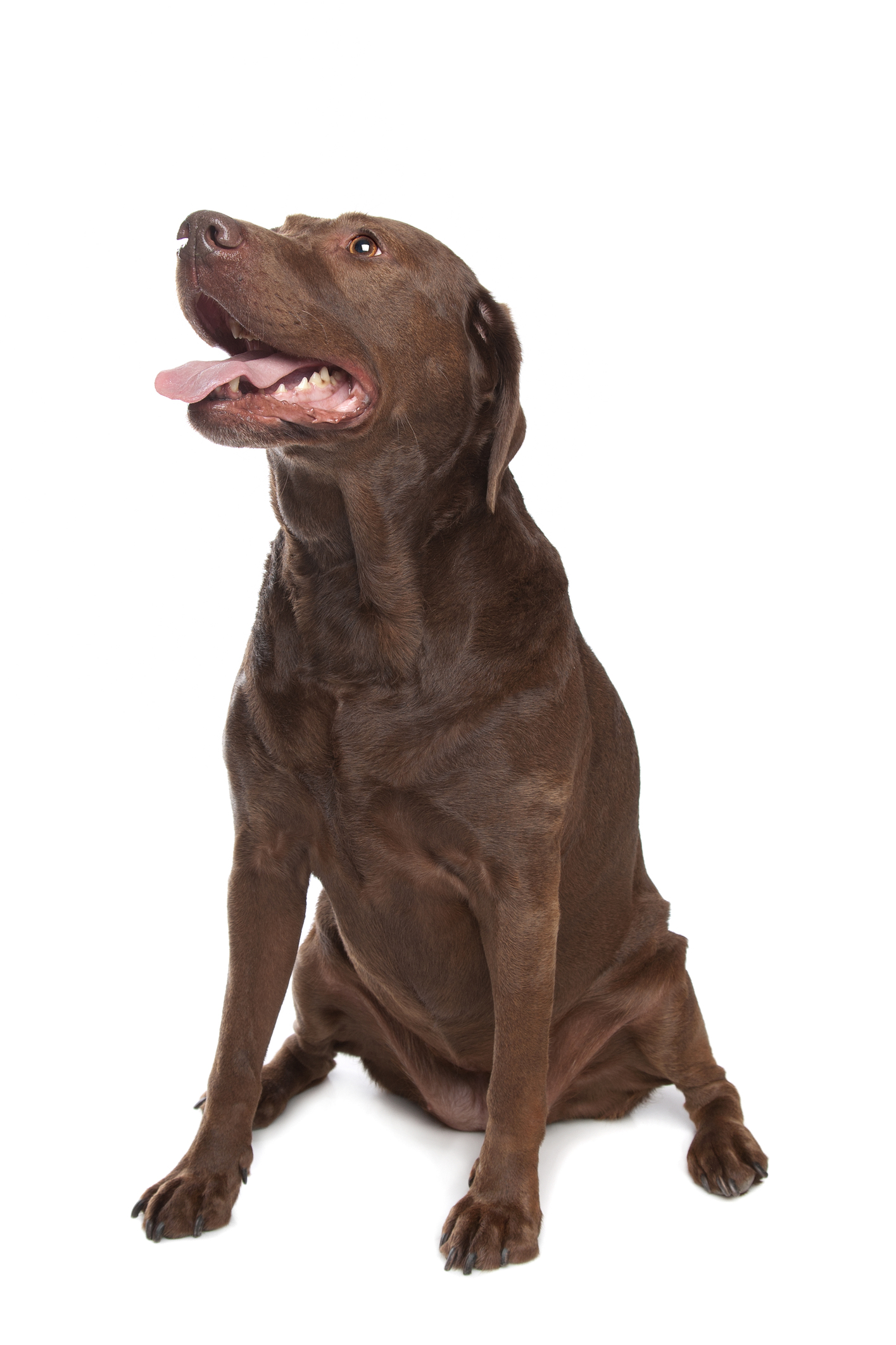 Great resources for veterans, service dogs and assistance dogs! | Dr. Justine Lee, DACVECC, DABT, Board-certified Veterinary Specialist