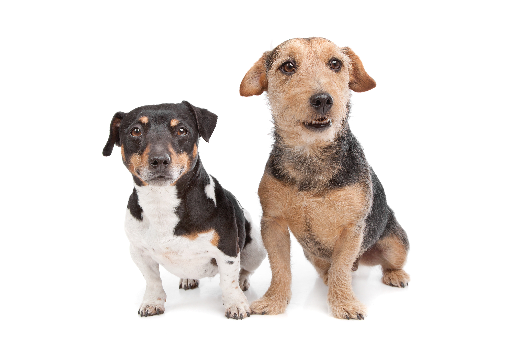 new flea treatments for dogs