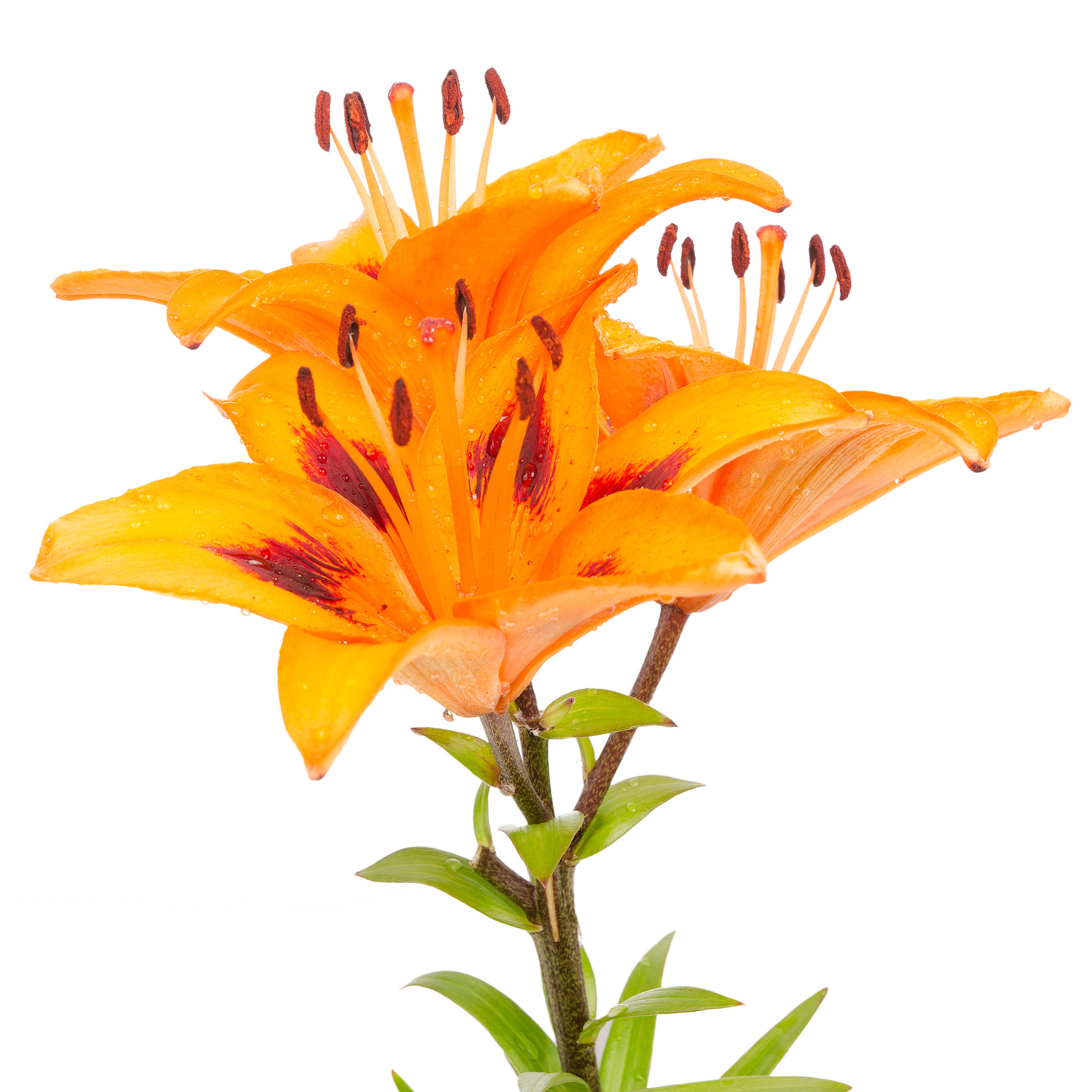 Keep lilies away from kitties! | Dr. Justine Lee, DACVECC, DABT, Board-certified Veterinary Specialist