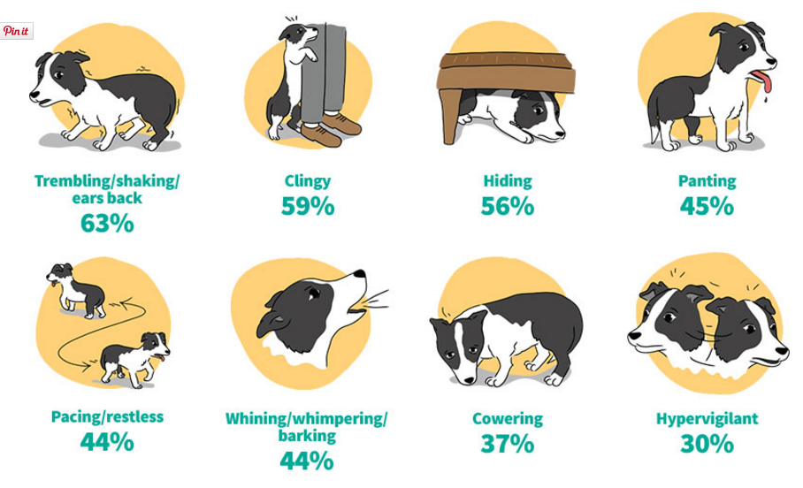 can dogs be medicated for anxiety