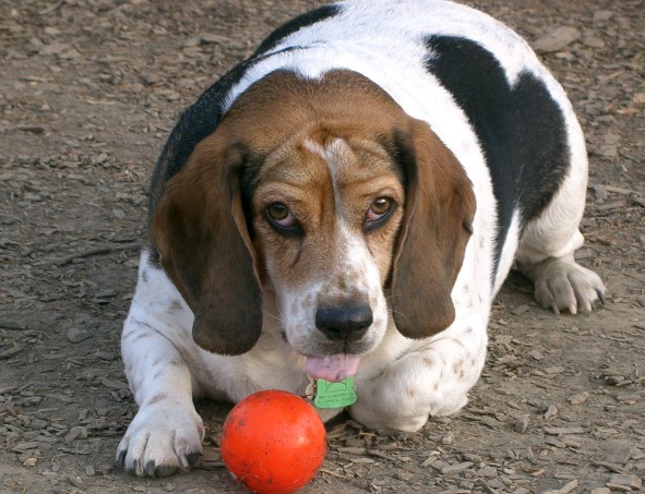 fat-beagle