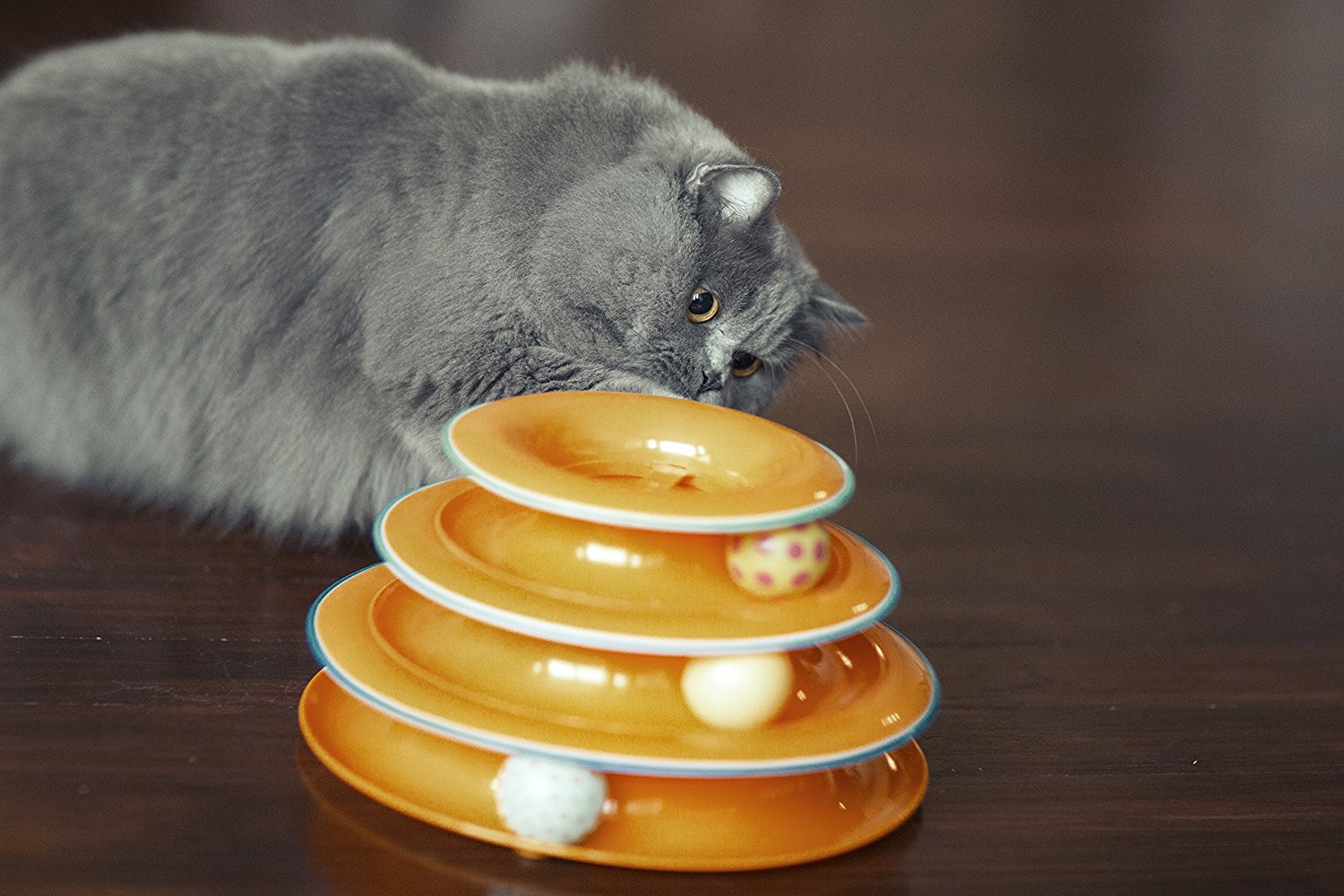 Top 10 holiday gifts for cats | Dr. Justine Lee, DACVECC, DABT, Board-certified Veterinary Specialist