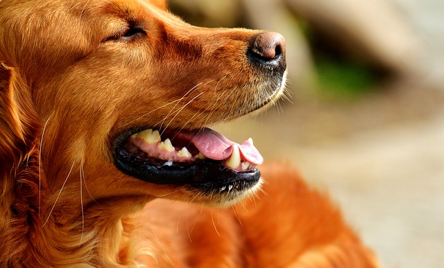 is hemangiosarcoma hereditary in dogs