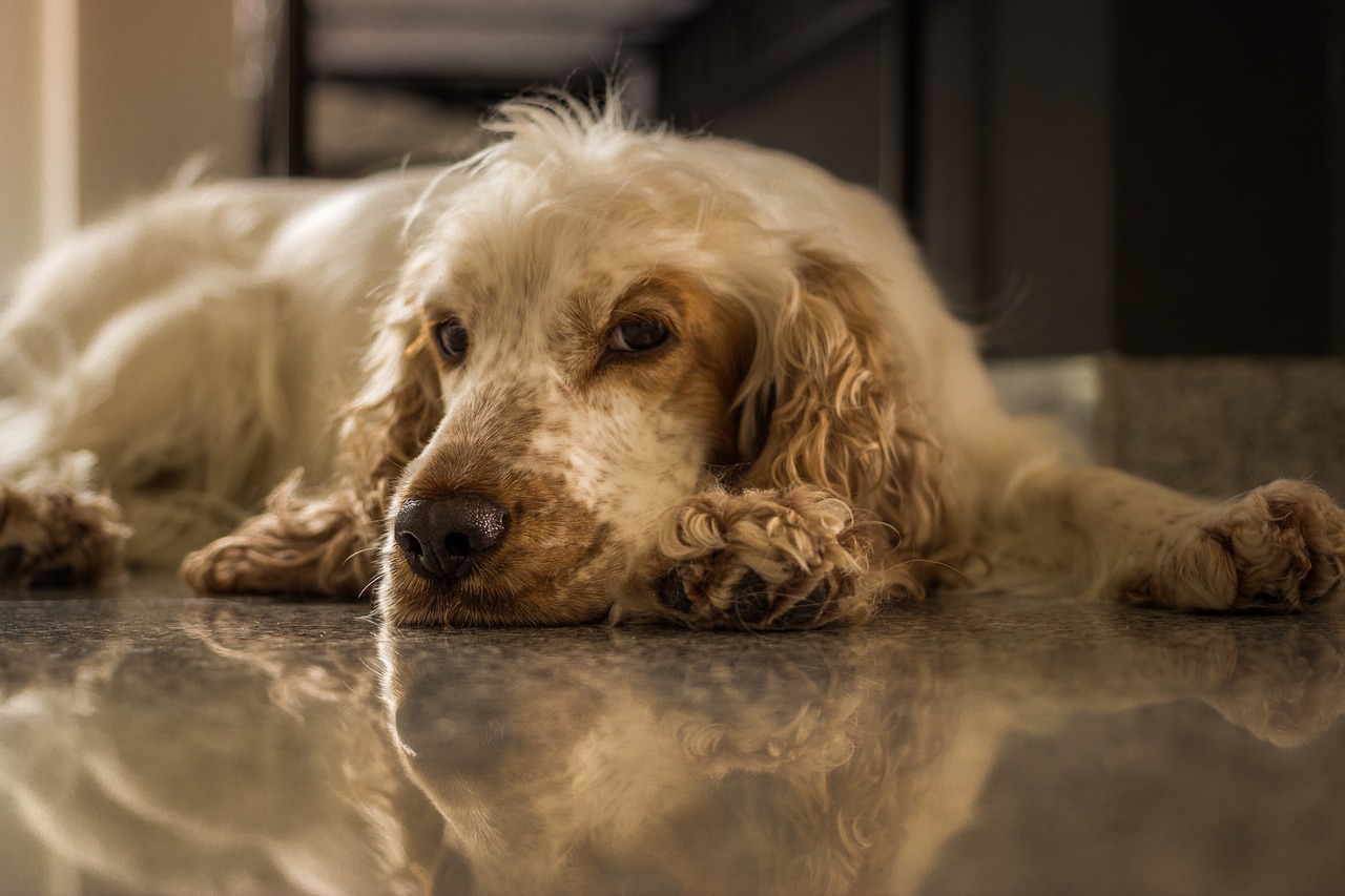 How long can a dogs live with autoimmune hemolytic anemia