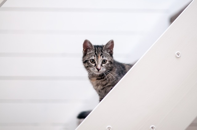 feline veterinary specialists