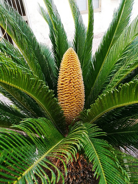 Sago palm 2024 toxicity treatment