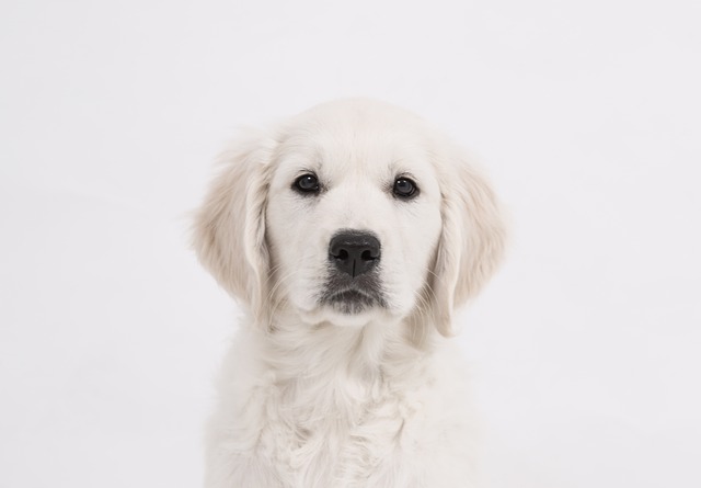 Puppy strangles | Dr. Justine Lee, DACVECC, DABT, Board-certified Veterinary Specialist