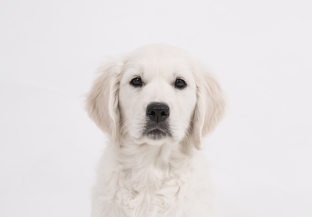 Grain free hotsell golden retriever