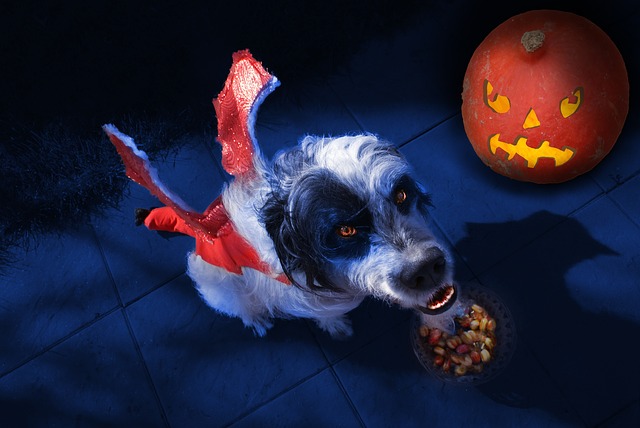 Top 5 Halloween Safety Tips for Vets and Pets