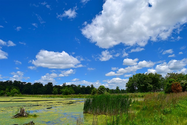 Is blue-green algae poisonous to dogs?