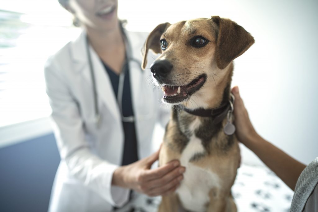 Hill's Pet Nutrition and Embark seek DCM dog case study