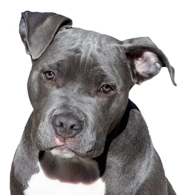 blue staffordshire bull terrier cropped ears