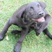 Why is my dog licking his paws? | Dr. Justine Lee