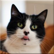Do I have to bring my cat to the emergency vet? | Dr. Justine Lee