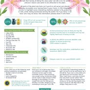 Lilies are dangerous to cats! | Dr. Justine Lee, DACVECC, DABT, Board-certified Veterinary Specialist
