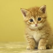 Easter Lily Poisoning in Cats | Dr. Justine Lee