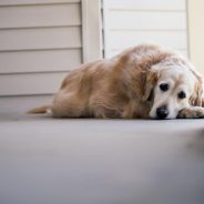 Do I have to bring my dog to the emergency vet? | Dr. Justine Lee