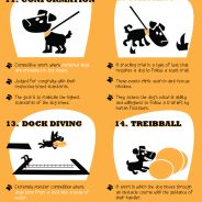 Creative ways to exercise your dog! | Dr. Justine Lee