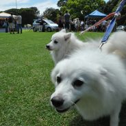 Celebrating Earth Day with your pets: Going green with your dog and cat!