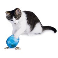 Top 10 cat toys to get for the holidays | Dr. Justine Lee