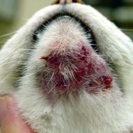 Can cats get acne? What to do about feline acne, from a veterinarian.