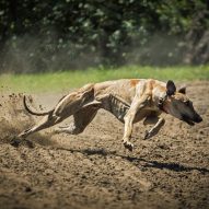 How the Florida greyhound ban can be bad | Dr. Justine Lee, DACVECC, DABT