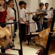 Guggenheim Animal Abuse art exhibit | Dr. Justine Lee, DACVECC, DABT, Board-Certified Veterinary Specialist