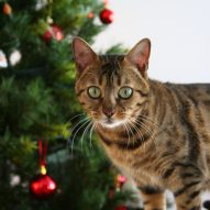 Holiday Dangers that are Poisonous to Pets | Dr. Justine Lee