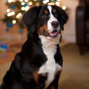 Holiday dangers poisonous to pets | Dr. Justine Lee