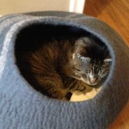 5 types of personalities in cats | Dr. Justine Lee, DACVECC, DABT, Board-certified veterinary specialist