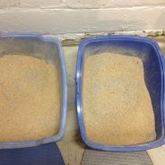 How often do I really need to clean my cat’s kitty litter box?