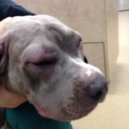 Allergic reactions in dogs | Dr. Justine Lee