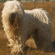 8 of the world’s rarest dog breeds! | Dr. Justine Lee
