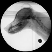 Megaesophagus in dogs | Dr. Justine Lee, DACVECC, DABT, Board-certified Veterinary Specialist