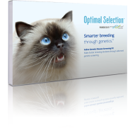 DNA test for cats | Dr. Justine Lee, DACVECC, DABT, Board-certified Veterinary Specialist