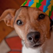 New Year’s Resolutions for Your Pet | Dr. Justine Lee