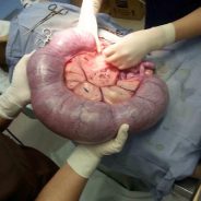 My dog has a pyometra: What should I do? | Dr. Justine Lee