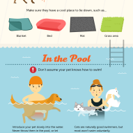 How to keep your dog safe around the pool this summer! | Dr. Justine Lee