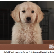 Worst Super Bowl GoDaddy puppy ad ever | Dr. Justine Lee