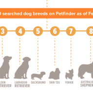 Great infographic on dogs in search of forever homes! | Dr. Justine Lee