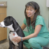 How to induce vomiting in your dog if they ate something poisonous | Dr. Justine Lee, DACVECC, DABT, Board-certified Veterinary Specialist