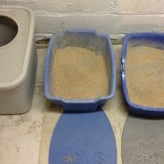 What type of kitty litter should I buy for my cat? | Dr. Justine Lee